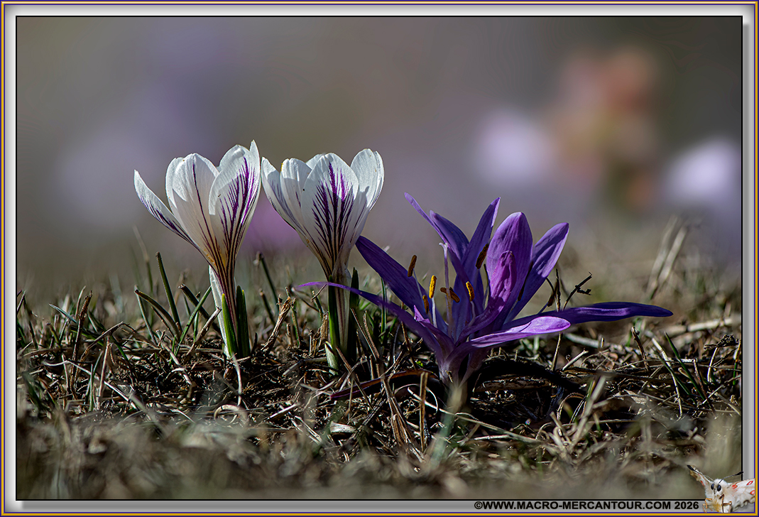 Crocus Versicolor